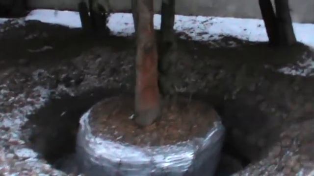 БЕРЕЖАНСЬКІ ТУЇ - 4. Цього разу "Благоустрій" на території з-ду Мікрон" смотреть онлайн