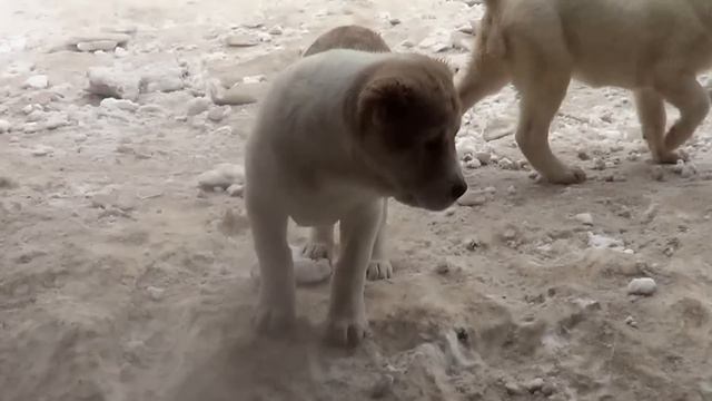 Щенки среднеазиатской овчарки - алабай смотреть онлайн
