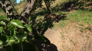 ДЕСЕРТНАЯ, ТАВРИЧЕСКАЯ, ДЕЛЬБИАС, ВЫСТАВОЧНАЯ КРАСНОКУТСКАЯ - разные формы груши