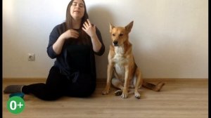 Как научить собаку команде ищи. ✔️Учим собаку искать по запаху