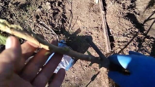 Замена старых сортов смородины на новые и их посадка смотреть онлайн