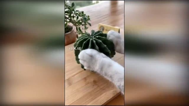 ?Коты 2022 смешные кошки. ?Новые приколы с котами до слез. Я СМЕЯЛСЯ ПОЛЧАСА ?Funny cats 2022-2021 смотреть онлайн