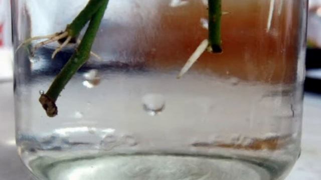 Натуральные Стимуляторы Образования Корней смотреть онлайн