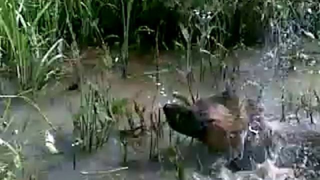 моя собака водолаз смотреть онлайн