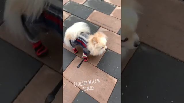 Прогулка /как одеть собачку/одеть и погулять/прогулка в одежде/ смотреть онлайн