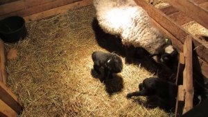 Овцы и бараны Романовской породы