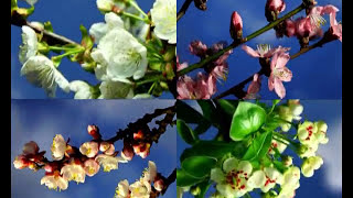 Мир, я люблю тебя! Виталий Гиберт! присоединяйся!!!! смотреть онлайн