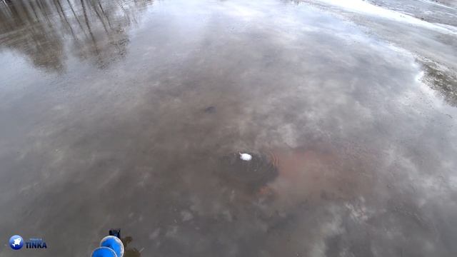 Рыбная Мозаика