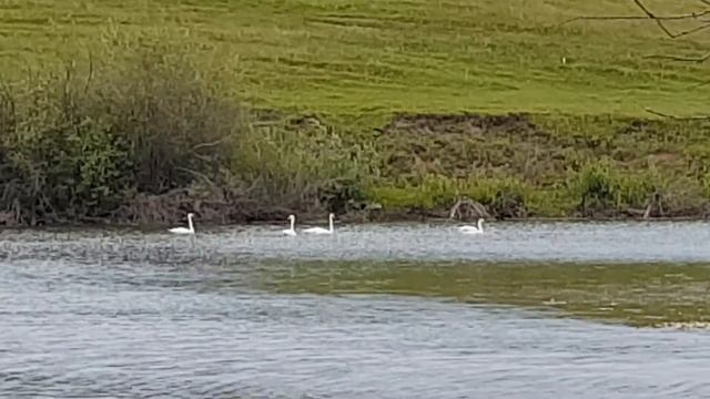 Дикие гуси. Татарстан. Рыбнослободский район. Большие елги. смотреть онлайн
