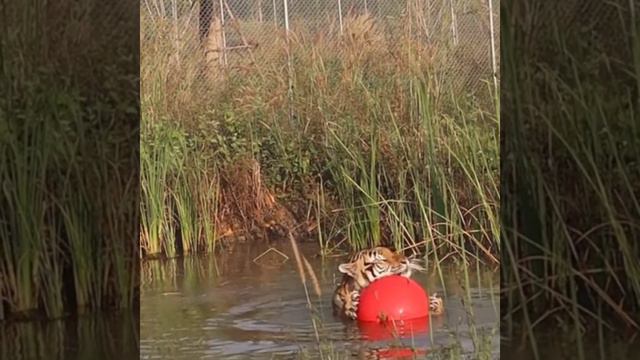 Котенок всегда котенок смотреть онлайн