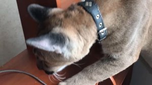 Будет ＂жив＂ ли интернет？ Пум решает, мастер - нет!