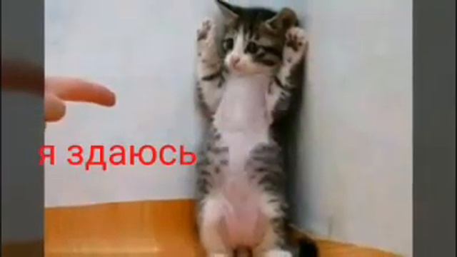 Картинки животных. Что они думают... Сейчас узнаем) смотреть онлайн