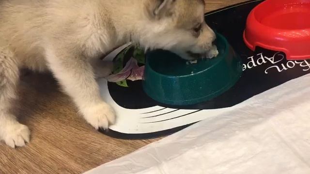 Чинук и корюшка смотреть онлайн