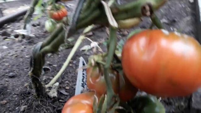 Сорт томата Ленинградский гигант! Полный обзор сорта смотреть онлайн