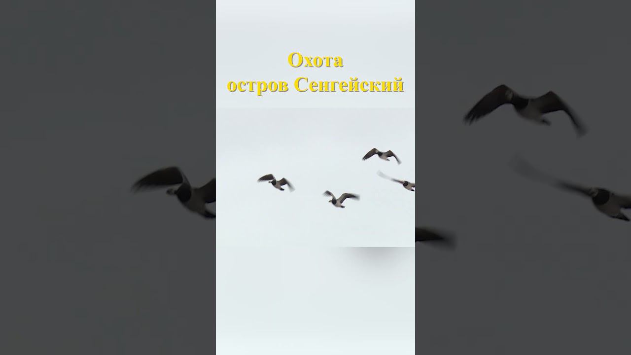 Охота на острове Сенгейский 9 #охотанагуся #охотавроссии смотреть онлайн