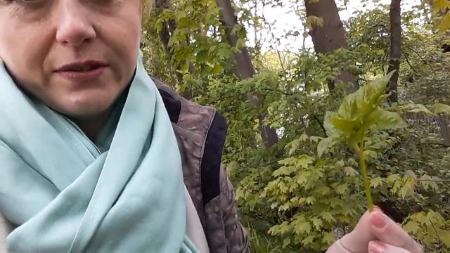 Сныть молодая смотреть онлайн