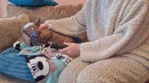 Как правильно стричь когти собаке
#когтеточка гриндер