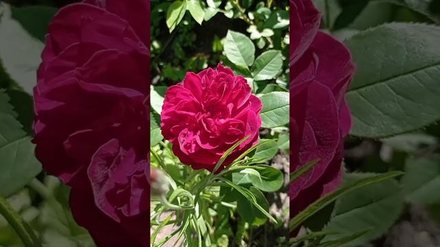 Английская роза Дэвида Остина Дарси Бассел.?Второгодка.Цвет!?? смотреть онлайн