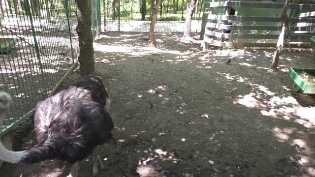Страусы. Зоопарк. Страус требует есть. Ostrichs. Zoo. Ostrich Requires Food.