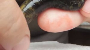 Беременная пиявка. Медицинская восточная пиявка Hirudo medicinalis orientalis