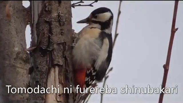 Песенка про дятла. Ханазава Кана (Широ) смотреть онлайн