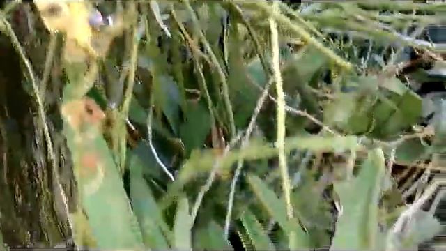 Brassia caudata -Spider Orchid, species of Florida & Central America - anggrek laba-laba смотреть онлайн