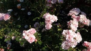 роза флорибунда Боника