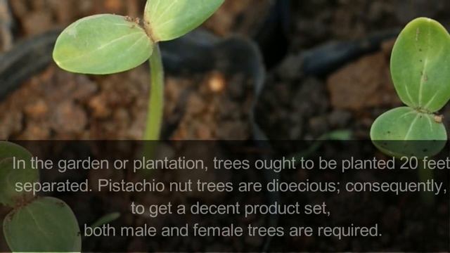 How To Grow Pistachios Indoors | Gardening Story смотреть онлайн