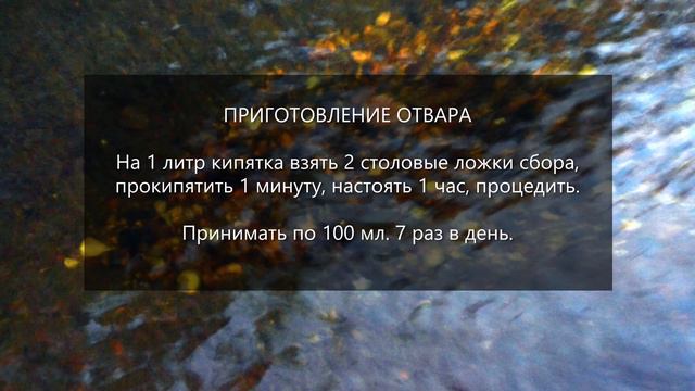 Сбор № 262. При остром или хроническом цистите с кровотечением и обильным гнойным выделением. смотреть онлайн
