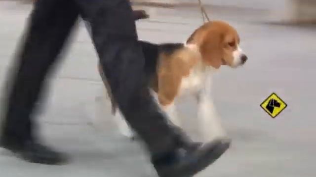 "Perros en acción" Asociación Canina Marplatense смотреть онлайн