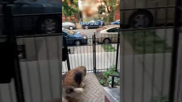 I never get this reaction when I come home 😂 #giantdog #fyp #leonberger #dogsofttiktok смотреть онлайн