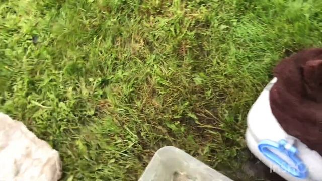 Стерлядь вяленая ? смотреть онлайн