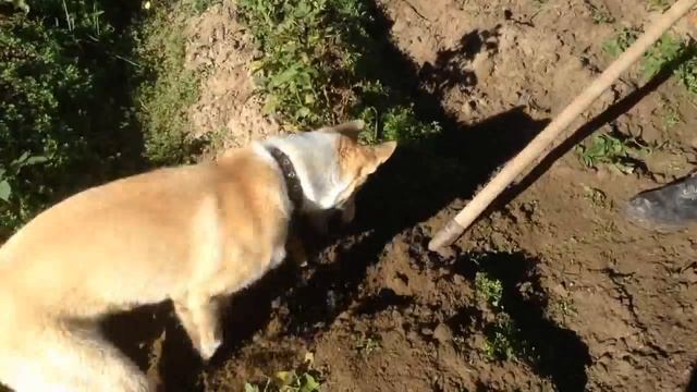 Лайка душевно копает картошку! смотреть онлайн