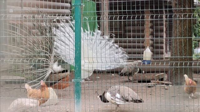 Павлины в Подмосковье смотреть онлайн