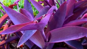 ТРАДЕСКАНЦИЯ разнообразие видов