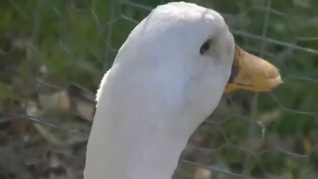 %YAZIK KAFANA DUCK смотреть онлайн