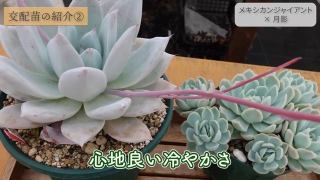 【多肉植物】交配苗の紹介😊思いをのせて生まれたエケベリア果たしてその姿は？ смотреть онлайн