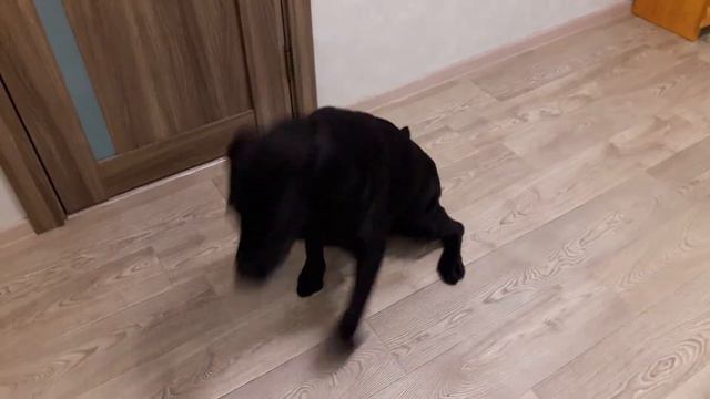 команды для лабрадора