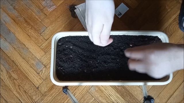 Посадил семена карликовых деревьев с Aliexpress? смотреть онлайн