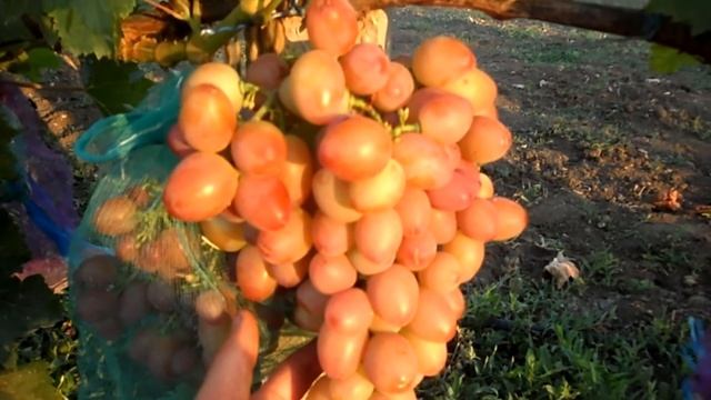 Виноград Парижанка 2016 (Панченко) смотреть онлайн