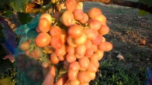 Виноград Парижанка 2016 (Панченко)