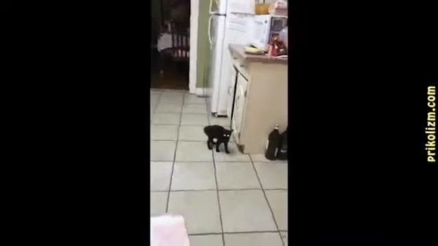 Смешные коты 2017 год смотреть онлайн