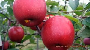 Яблоня обыкновенная Вишневая (malus) ? яблоня Вишневая обзор: как сажать саженцы яблони Вишневая