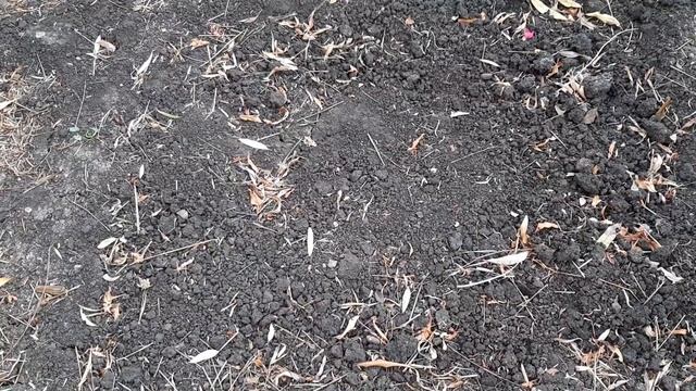 Почва вновь стала мягкой и плодородной, без навоза и удобрений. Раскрываю свой копеечный способ смотреть онлайн