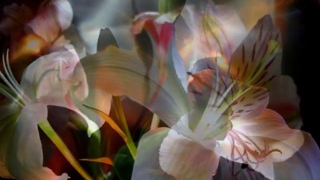 ЗОЛОТАЯ ФЛЕЙТА Адажио Альбиони( монтаж клипа В.А.Дынько) смотреть онлайн