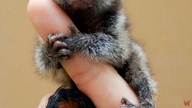 Cebuella pygmaea - самая маленькая обезьянка в мире смотреть онлайн