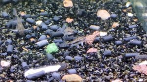 Коридорас хаброзус / Corydoras habrosus / карликовые коридорасы