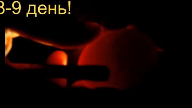 Отбор яиц на инкубацию и овоскопирование на 8 и 14 день смотреть онлайн