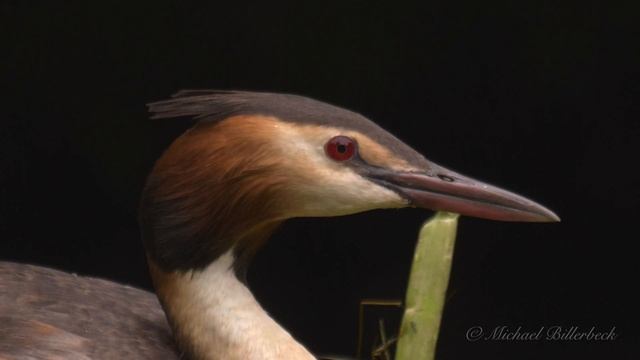 Head of the Great Crested Grebe (Podiceps cristatus) / Kopf vom Haubentaucher смотреть онлайн