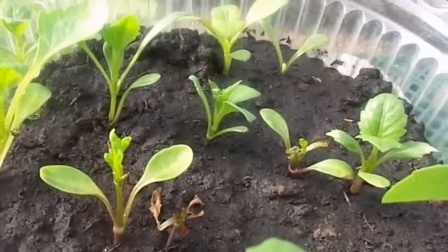 Выращивание рассады однолетних георгин в разных условиях. смотреть онлайн